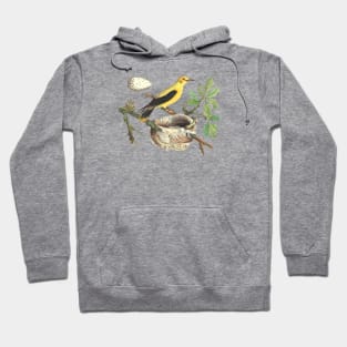 Oriole Bird Wildlife Illustration Hoodie